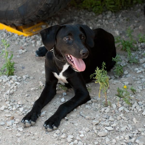 Johnny. Precioso cachorro de tamaño mediano. GPAR