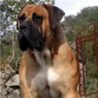 cachorros de boerboel - mejor precio | unprecio.es