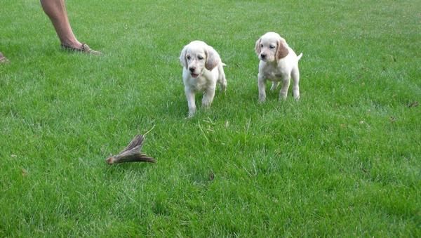 Cachorros  de setter ingles