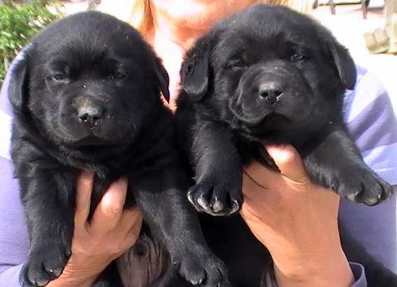 Cachorros Labrador Retriever