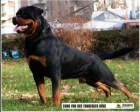 Camada de Rottweiler - Linea Alemana - mejor precio | unprecio.es