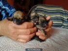 Chihuahuas Semienanos - mejor precio | unprecio.es