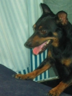 PINSCHER MINI BUSCO NOVIA GUAPA - mejor precio | unprecio.es