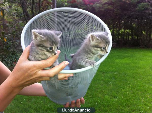 regalo gatitos cruce persa y común europeo