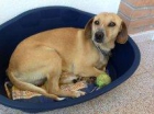 Regalo perro. - mejor precio | unprecio.es