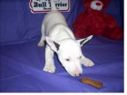 saludable pendientes cachorro bull terrier como un regalo !! - mejor precio | unprecio.es