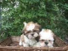shi tzu cachorros de raza - mejor precio | unprecio.es