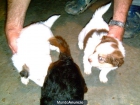 yorshire cuzados con caniche toy - mejor precio | unprecio.es