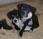2 preciosos cachorritos de pointer en adopción (MURCIA)‏ - mejor precio | unprecio.es