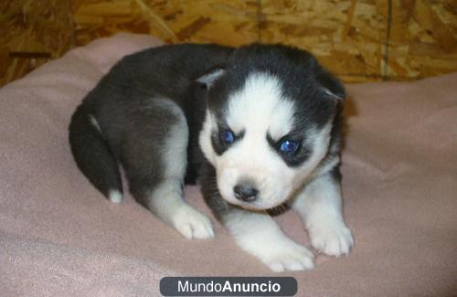 Adorable husky siberiano cachorro listo para ir