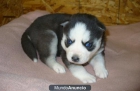 Adorable husky siberiano cachorro listo para ir - mejor precio | unprecio.es