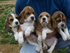 BEAGLES DE PUIGVENTOS - mejor precio | unprecio.es