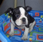 Bulldog Francés - mejor precio | unprecio.es