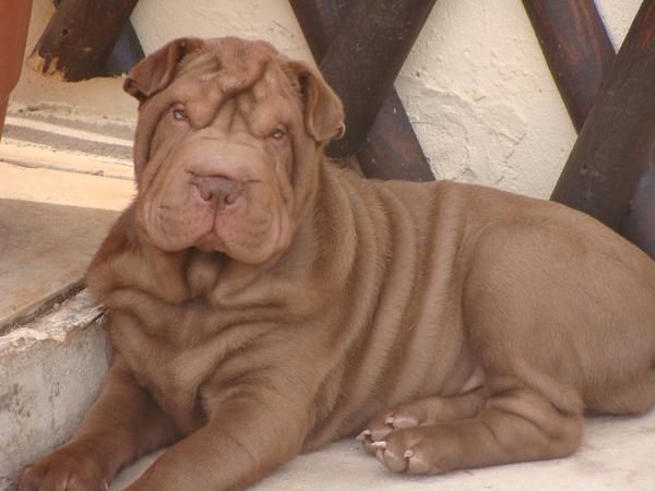 Cachorrita Shar Pei Color Chocolate