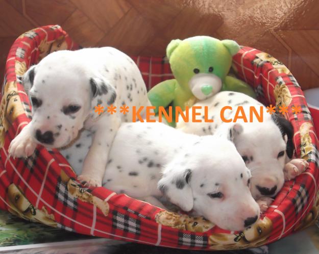camada fabulosa de dalmata