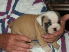 Fantasticos cachorros de bulldog ingles - mejor precio | unprecio.es