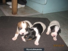 JACK RUSSELL VENDO HERMOSOS CACHORRITOS HIJOS DE CAMPEONES - mejor precio | unprecio.es