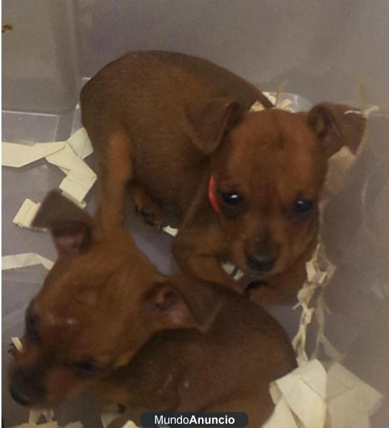 Mini Pinscher rojos y negro fuego por 250€