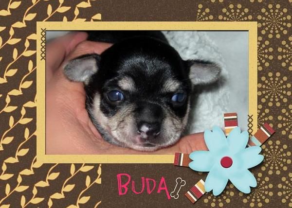 precioso cachorrito chihuahua