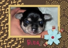 precioso cachorrito chihuahua - mejor precio | unprecio.es