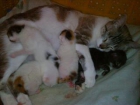 regalo 4 gatitos - mejor precio | unprecio.es