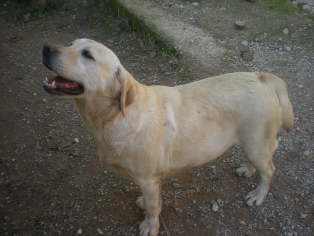 regalo perra labrador  en barcelona