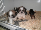 SHIH TZU CACHORROS EN MADRID - mejor precio | unprecio.es