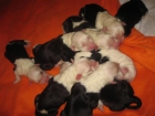 vendo cachorros de bobtail - mejor precio | unprecio.es