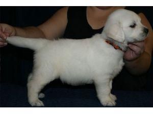 Blanco Dulce Golden Boy Retriever cachorro para la venta