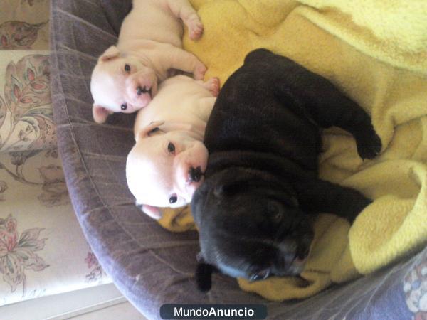 Bulldog frances. Particular. Valencia.