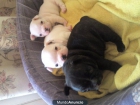 Bulldog frances. Particular. Valencia. - mejor precio | unprecio.es