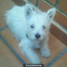 CACHORRO WESTY - mejor precio | unprecio.es