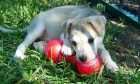Casa entrenada Siberian Husky Cachorro Cruiser es un perrito maravilloso. Es cajón entrenado, la casa de formación, plom - mejor precio | unprecio.es