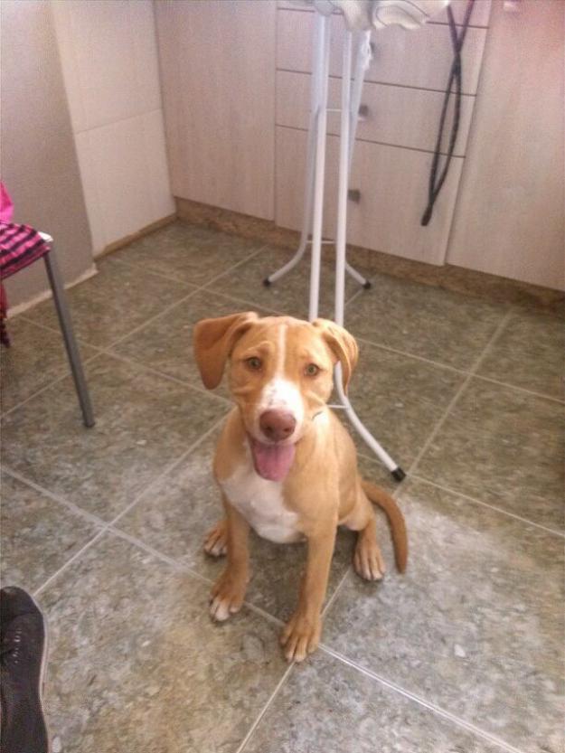 Regalo labrador con mezcla