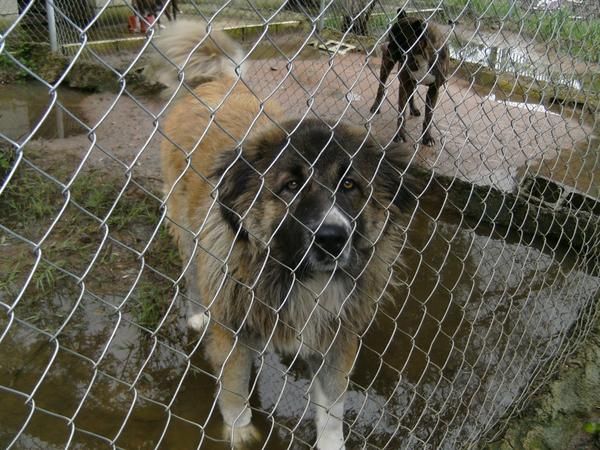 se vende pastor del caucaso hembra