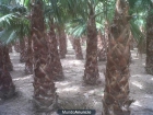 Se venden palmeras - mejor precio | unprecio.es