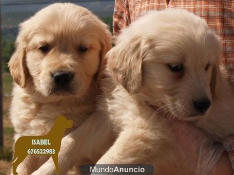 Tu Golden,impresionantes cachorros
