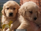 Tu Golden,impresionantes cachorros - mejor precio | unprecio.es
