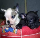 Bulldog Francés - mejor precio | unprecio.es