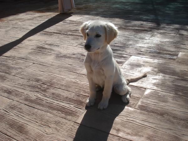 Cachorro Golden Retriever