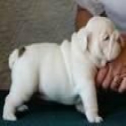 cachorros bulldog ingles - mejor precio | unprecio.es