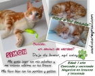 Gatito super mimoso busca familia - mejor precio | unprecio.es