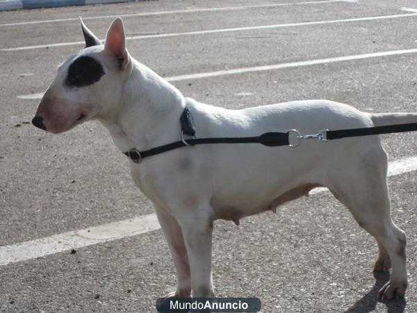 REGALO HEMBRA BULL TERRIER CON 3 ANOS