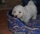 Se vende camada de Bichon maltes impresionantes - mejor precio | unprecio.es