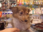 SHETLAND CACHORROS EN VENTA - mejor precio | unprecio.es