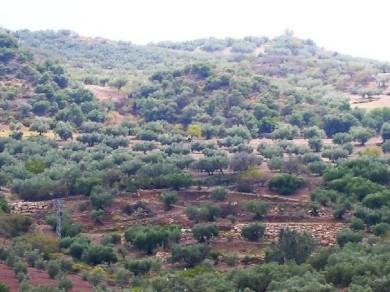 Terreno se vende en Colmenar, Axarquia