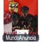Vendo camada de mini pinncher baratos - mejor precio | unprecio.es