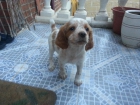 Vendo hembra spaniel breton - mejor precio | unprecio.es