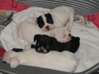 bulldog frances regalo  para reyes - mejor precio | unprecio.es