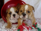 Bulldog Inglés cachorros en venta - mejor precio | unprecio.es